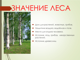 Лес и человек, слайд 12