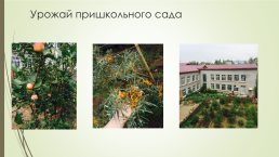 Ландшафтный дизайн пришкольного участка МАУО сош №19 г. Улан-Удэ, слайд 10