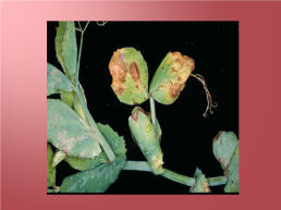 Грибковые заболевания цветочных растений, слайд 10
