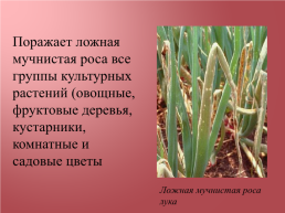 Грибковые заболевания цветочных растений, слайд 11