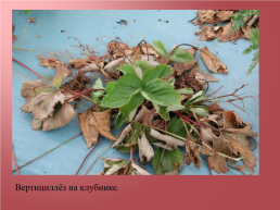 Грибковые заболевания цветочных растений, слайд 14