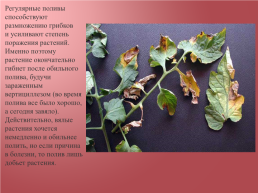 Грибковые заболевания цветочных растений, слайд 16