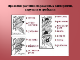 Грибковые заболевания цветочных растений, слайд 2