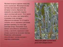 Грибковые заболевания цветочных растений, слайд 5
