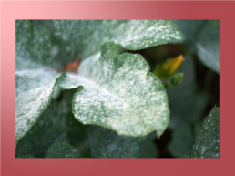 Грибковые заболевания цветочных растений, слайд 6