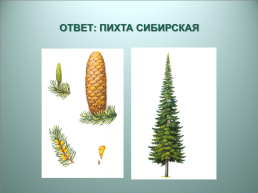 Деревья кузбасса, слайд 10