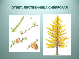 Деревья кузбасса, слайд 6