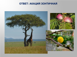 Викторина «Растения Африки», слайд 21