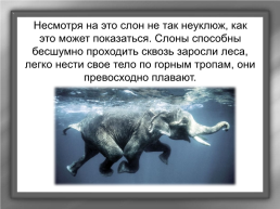 А. И. Куприн «Слон», слайд 5