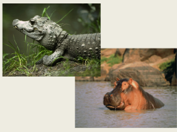 Тема урока: особенности природы Африки 7, слайд 4