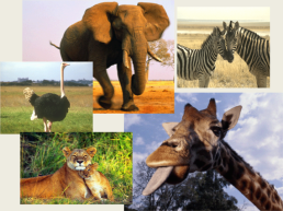 Тема урока: особенности природы Африки 7, слайд 42
