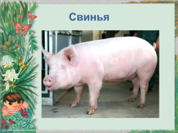 Школа домашних животных, слайд 17