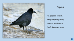 Загадки о зимующих птицах, слайд 5