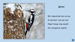 Загадки о зимующих птицах, слайд 8