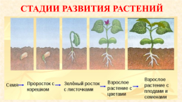 Условия роста и развития растений, слайд 16