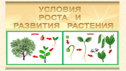 Условия роста и развития растений, слайд 3