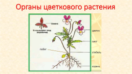Условия роста и развития растений, слайд 5
