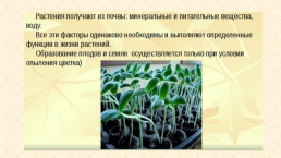 Условия роста и развития растений, слайд 8