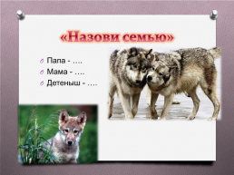 Животные Южного Урала, слайд 13