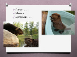 Животные Южного Урала, слайд 14