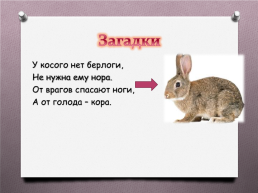 Животные Южного Урала, слайд 15