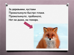 Животные Южного Урала, слайд 16