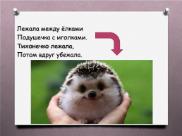 Животные Южного Урала, слайд 20