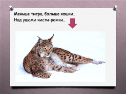 Животные Южного Урала, слайд 23