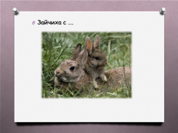Животные Южного Урала, слайд 4