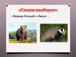 Животные Южного Урала, слайд 7