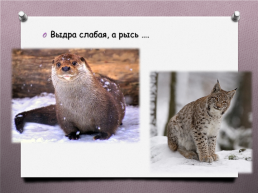 Животные Южного Урала, слайд 9