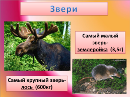 Рекорды Челябинской области, слайд 7