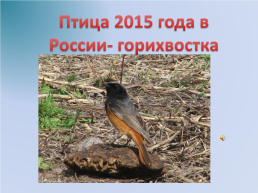 Международный день птиц, слайд 15