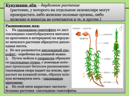 Высшие растения: мхи, папоротники, хвощи, плауны, слайд 4