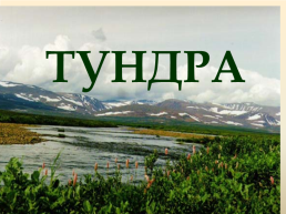 Тундра, слайд 1