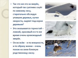 Книга зимы (по рассказам отечественных писателей-натуралистов), слайд 12