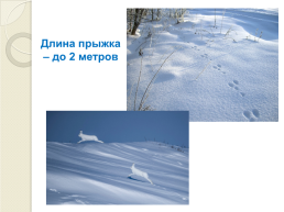 Книга зимы (по рассказам отечественных писателей-натуралистов), слайд 17