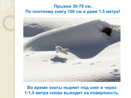 Книга зимы (по рассказам отечественных писателей-натуралистов), слайд 19