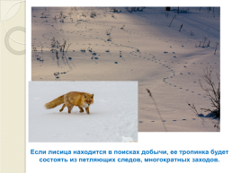Книга зимы (по рассказам отечественных писателей-натуралистов), слайд 21