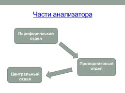 Анализаторы органы чувств человека, слайд 2