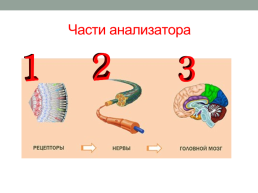 Анализаторы органы чувств человека, слайд 3