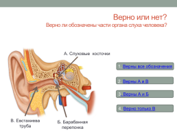 Анализаторы органы чувств человека, слайд 8