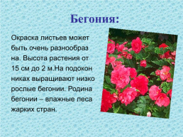 Окружающий мир. «Что растёт на подоконнике и на клумбе?», слайд 4