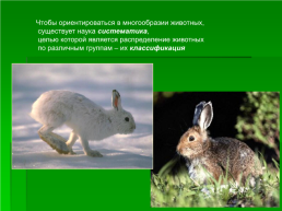 Тема урока: классификация животных. Основные систематические группы животных, слайд 2