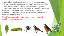 Взаимосвязи животных в природе, слайд 5