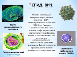 Неклеточные формы жизни. Вирусы и бактериофаги, слайд 10
