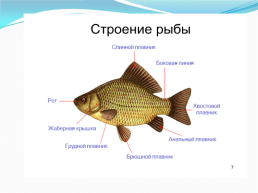 Рыбы, слайд 2