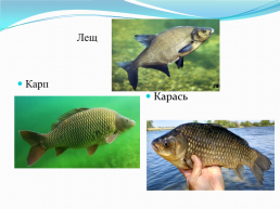 Рыбы, слайд 6