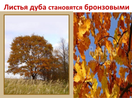 Лес осенью!, слайд 11
