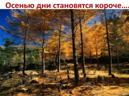Лес осенью!, слайд 3